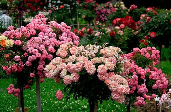 Секреты успешного выращивания розы на штамбе - фото
