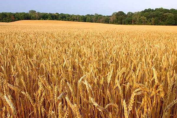 Особенности выращивания озимой пшеницы - фото