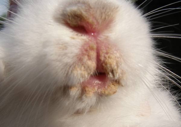 Пастереллез, эймириоз и болезни глаз у кроликов - фото