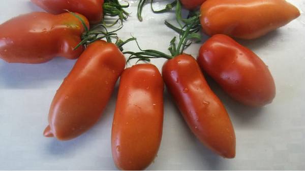 Перцевидные сорта томатов с фото