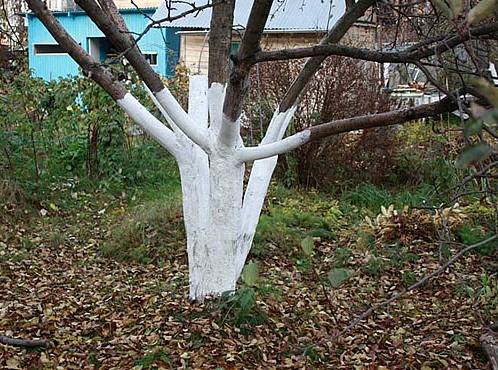 Побелка плодовых деревьев осенью как защита сада от морозов - фото