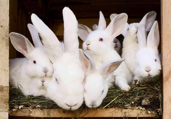 Для чего крольчиха ест своих крольчат и как этого избежать с фото