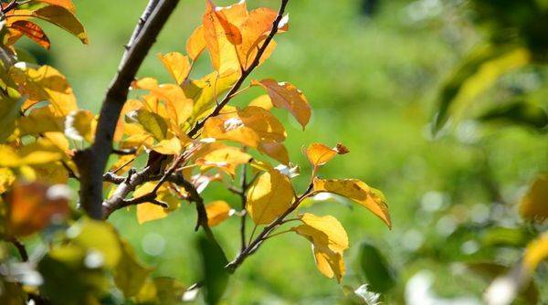 Что делать и почему желтеют листья у груши - фото