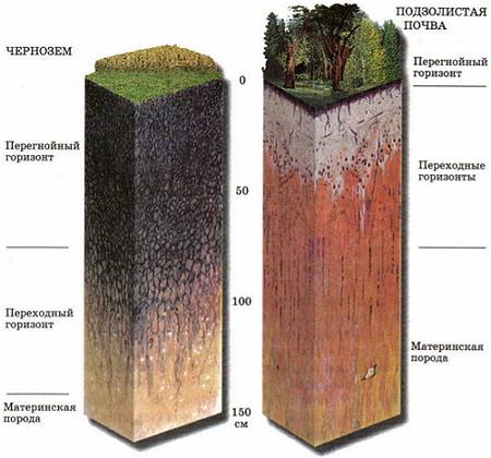 Подзолистые почвы: их виды и методы окультуривания - фото