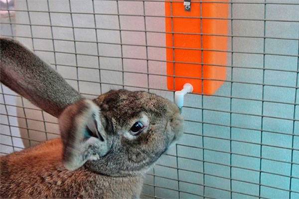 Поилки для кроликов из разных материалов делаем своими руками с фото
