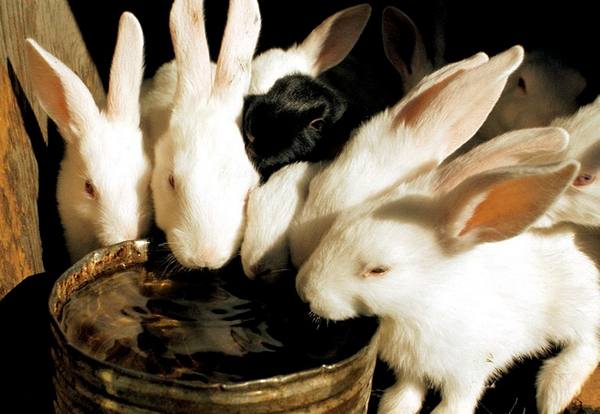 Делаем поилку для кроликов своими руками в домашних условиях - фото
