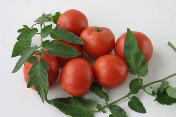 Выращивание и уход за помидорами «Дубок» - фото