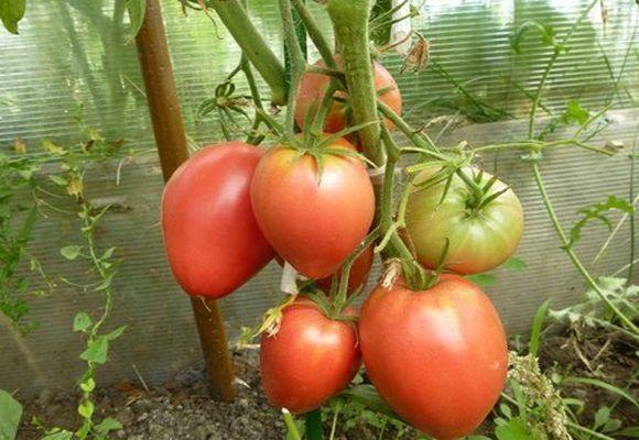 Правила ухода и выращивание томата сорта Кардинал - фото