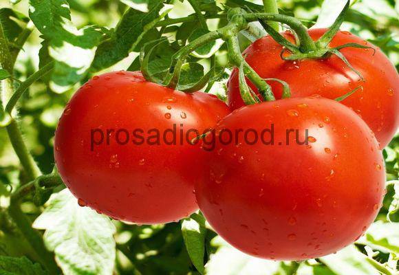 Томат Санька: выращивание сорта и уход, описание и характеристика помидоров ... - фото