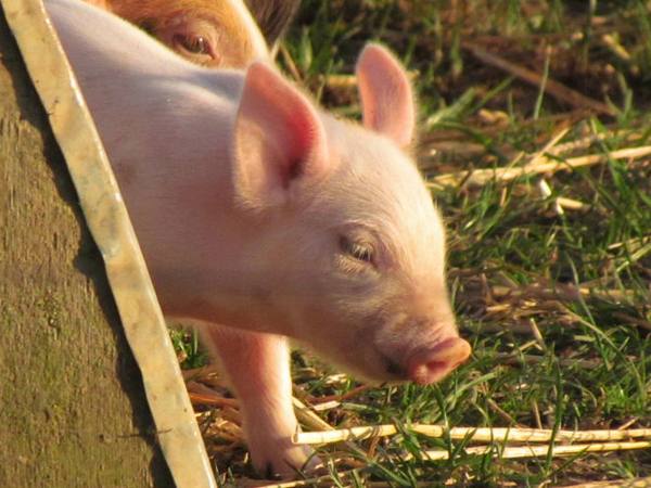 Как и чем вылечить понос у поросят и взрослых свиней в домашних условиях - фото