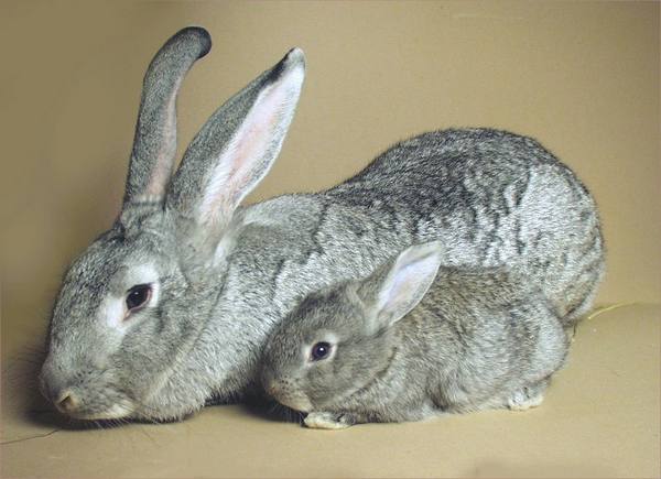 Порода кроликов для мясных гурманов - Советская Шиншилла - фото