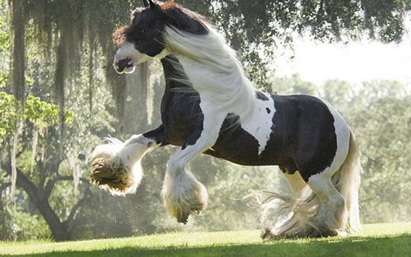 Красавец тяжеловоз - порода лошадей Шайр - фото
