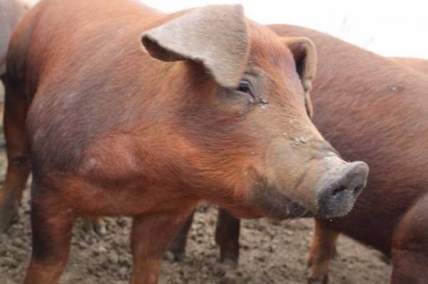 Характеристика и описание породы свиней Дюрок - фото