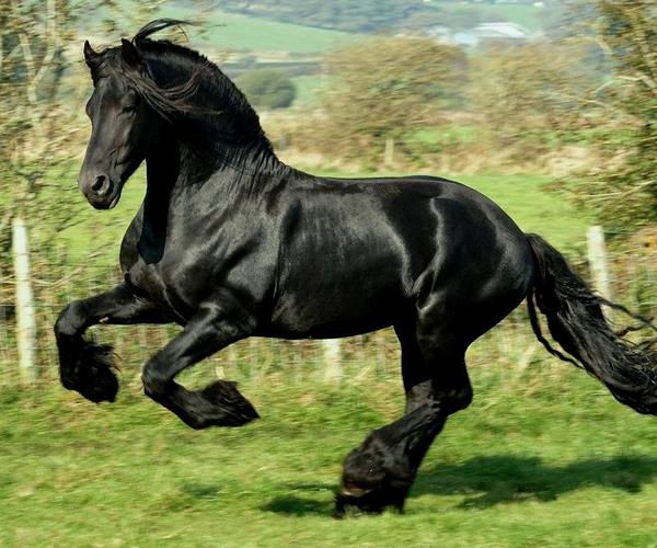 Описание пород лошадей тяжеловозов и их характеристики - фото