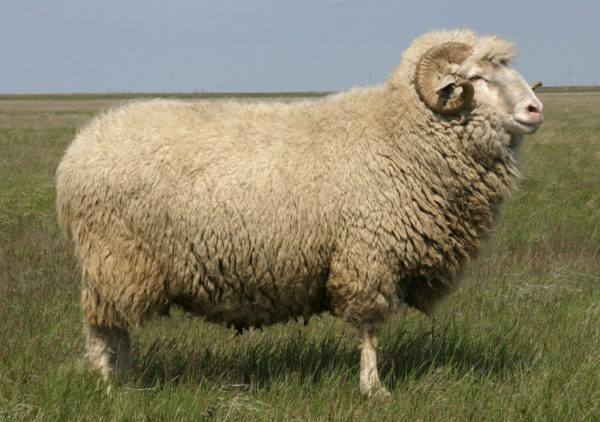 Самые разные породы овец - фото