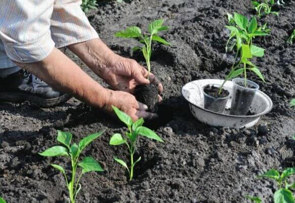Как правильно посадить рассаду перца на Урале - фото