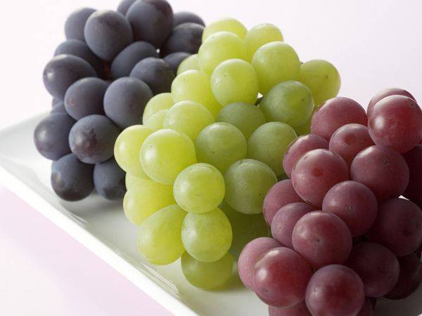Как правильно выбрать сорт и посадить виноград с фото