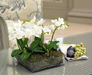 Пересадка орхидей в домашних условиях - фото