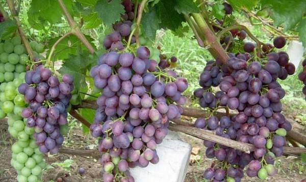Правила посадки винограда  соблюдаем технологии и главные особенности с фото