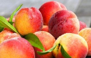 Особенности осенней посадки персика с фото