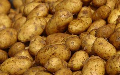 Предпосадочная обработка картофеля - фото