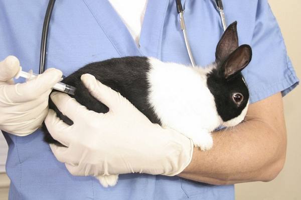 Какие прививки нужны кроликам и когда их делать - фото