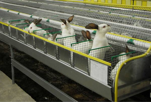 Организация промышленного кролиководства - фото