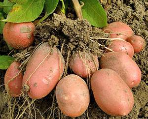 Ранние сорта картофеля - общая информация - фото