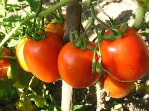 Ранний урожай помидоров Какие сорта выбрать? - фото