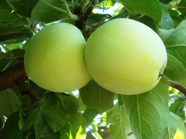 8 лучших ранних сортов яблони для посадки в саду с фото