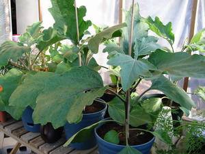 Баклажаны - выращивание рассады в домашних условиях - фото