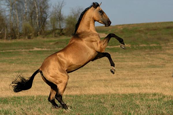 Масть лошади - самый главный наследственный признак - фото