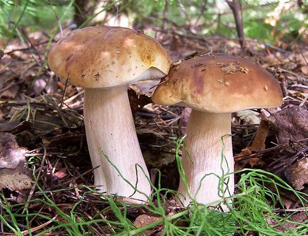 Виды белых грибов - фото