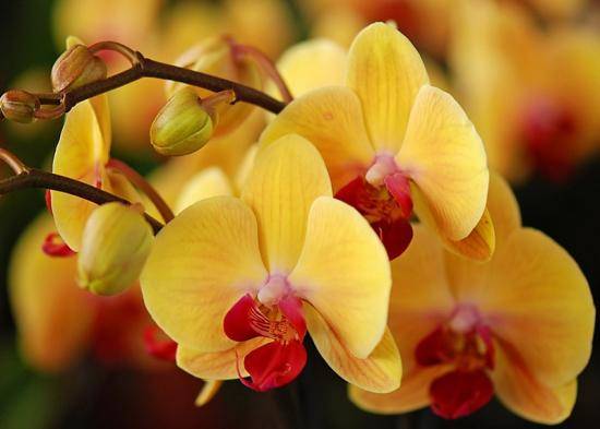 Рекомендации для тех, кто хочет реанимировать орхидею в домашних условиях с фото