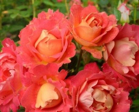 Роза Декор Арлекин: выращивание и применение в дизайне сада с фото