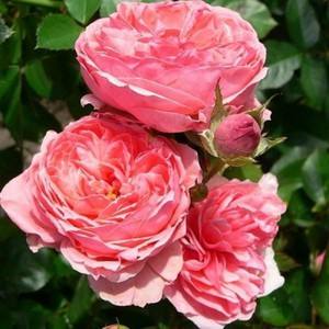 Особенности сортов розы Флорибунда - фото