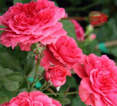 Сорт плетистой розы «Розариум Ютерсен» с фото