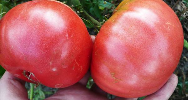 Розовые помидоры лучшие сорта: посадка и уход