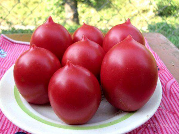 Розовые помидоры лучшие сорта: посадка и уход