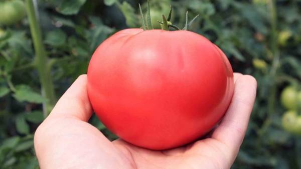 Лучшие сорта розовых помидор: особенности выращивания - фото