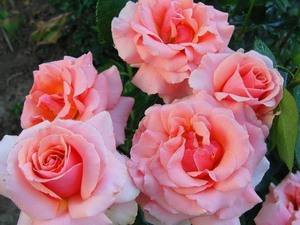 Разновидности сортов роз грандифлора - фото