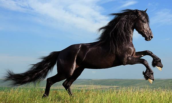 Какая лошадь - самая быстрая в мире - фото