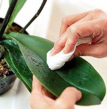 Как бороться с вредителями орхидей - фото