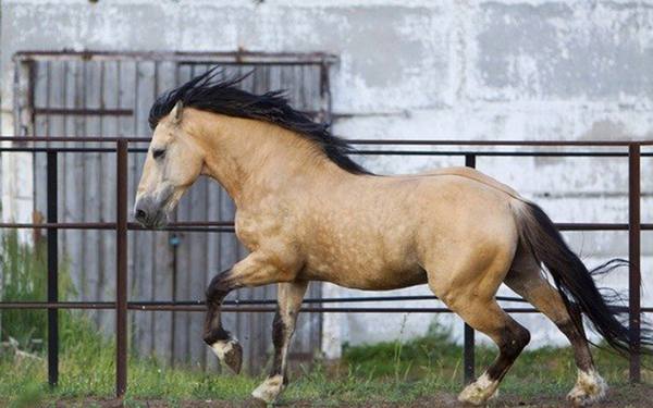 Вся информация о саврасой масти лошадей - фото