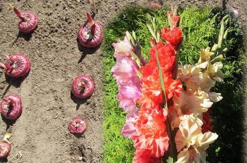 Секреты весенней посадки гладиолусов как залог летнего цветения - фото