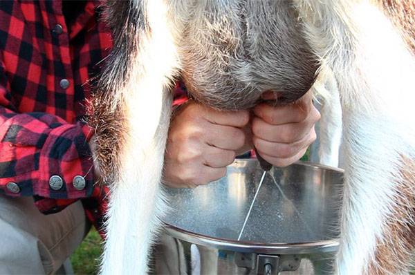 Сколько молока дает коза в сутки? - фото