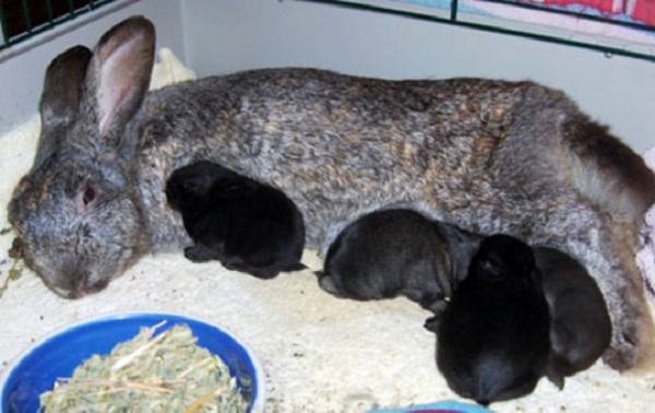 Как часто крольчиха кормит крольчат и как она это делает - фото