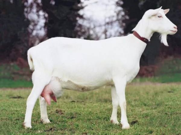 Сколько лет живут домашние дойные козы и как повлиять на это - фото