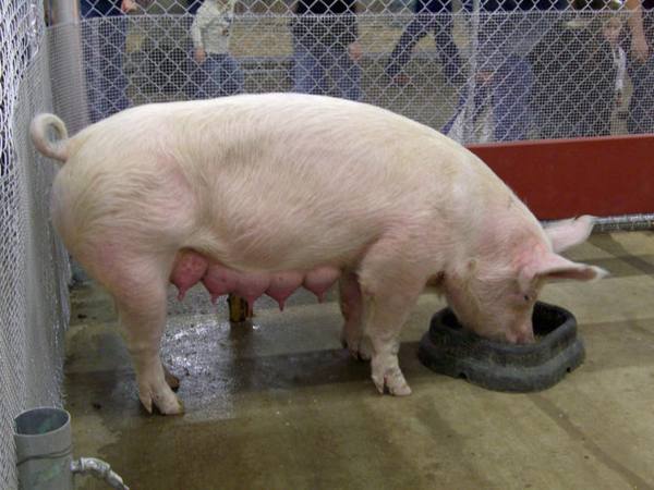 Сколько «рабочих» сосков у свиньи - фото