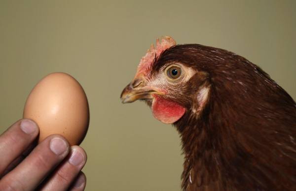 Сколько яиц ждать от курочки? с фото